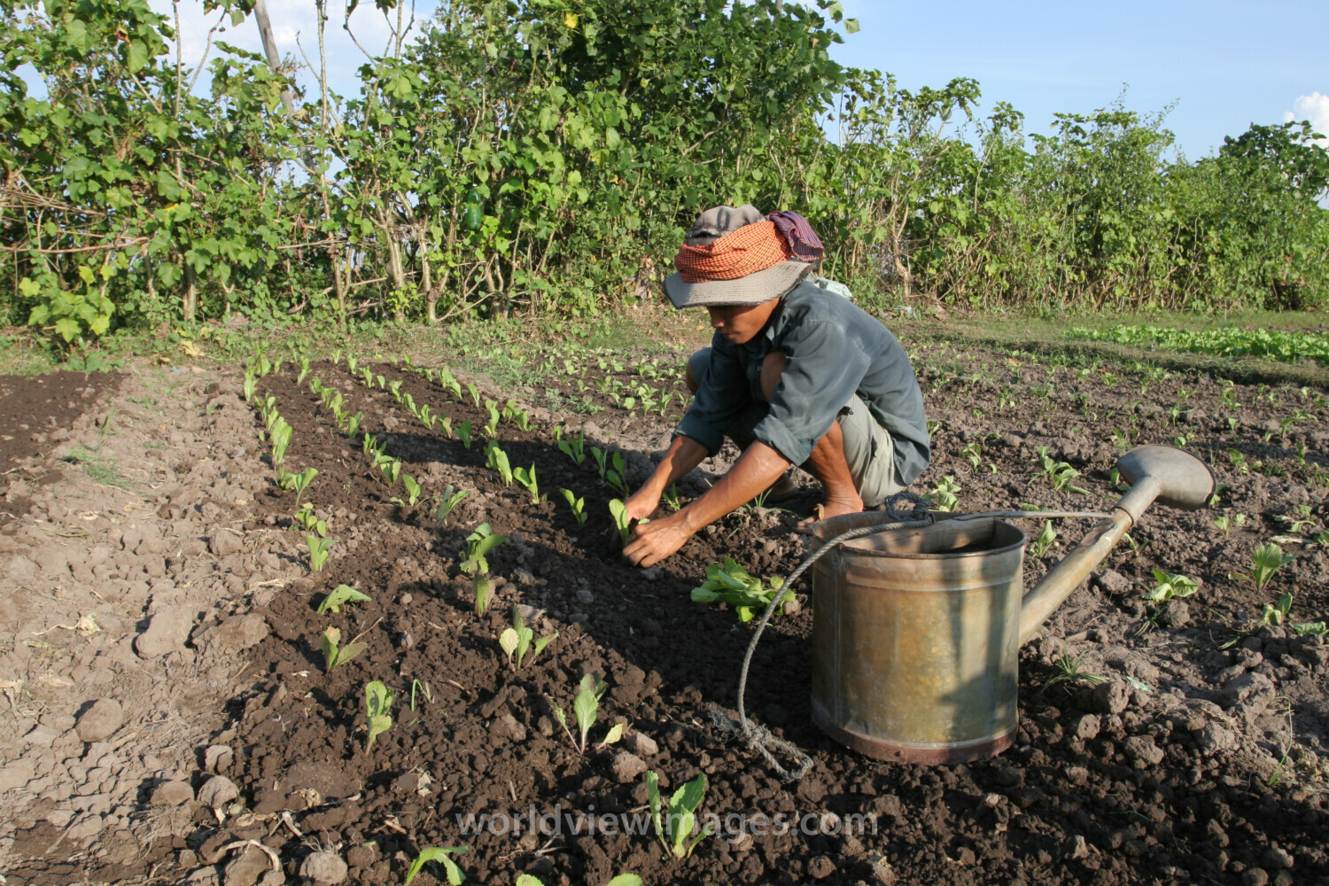 Market Gardening
