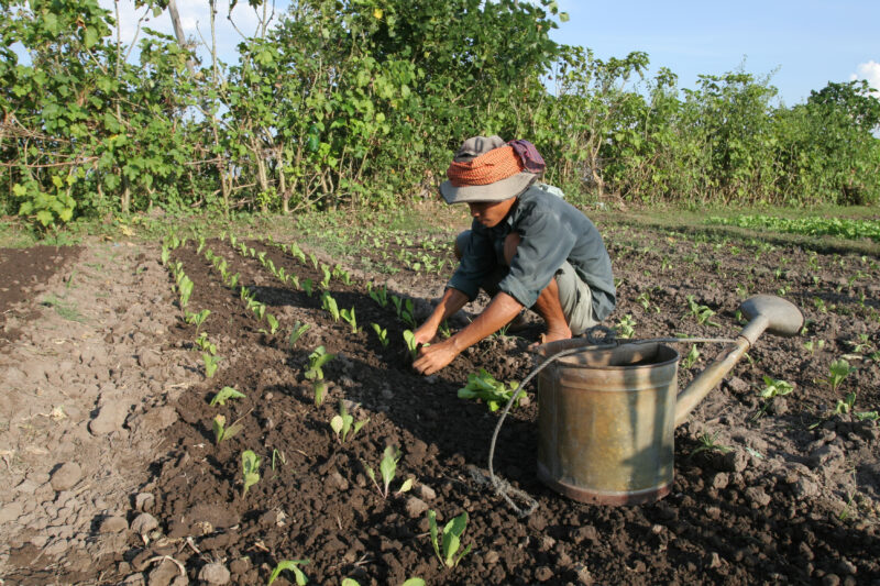 Market Gardening — Stock image of transplanting vegetables into a community market garden for income generation, in a village in Cambodia — Cambodia, plantin...