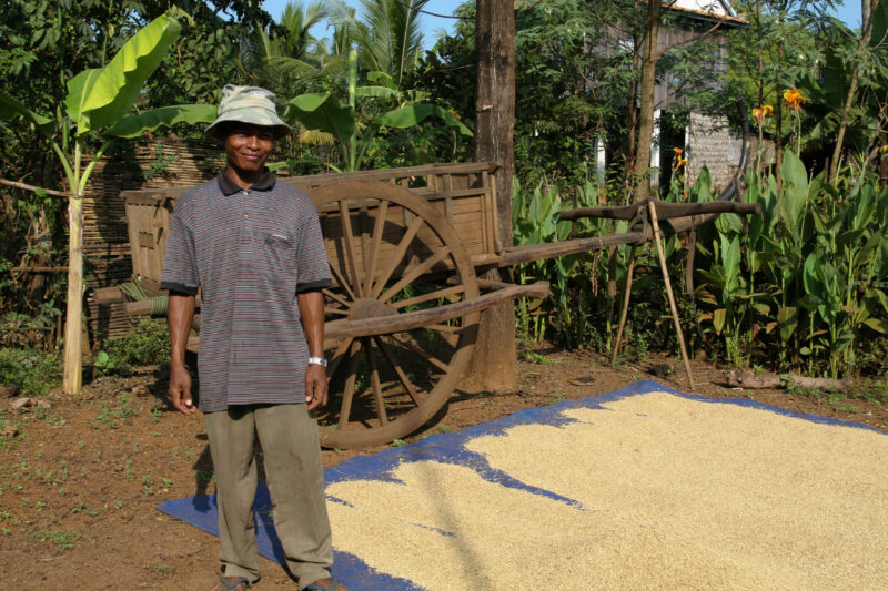 Farmer with rice drying in the sun — Stock image of farmer in Cambodia standing by rice drying in the sun — Cambodia, man, men, farmer, rice