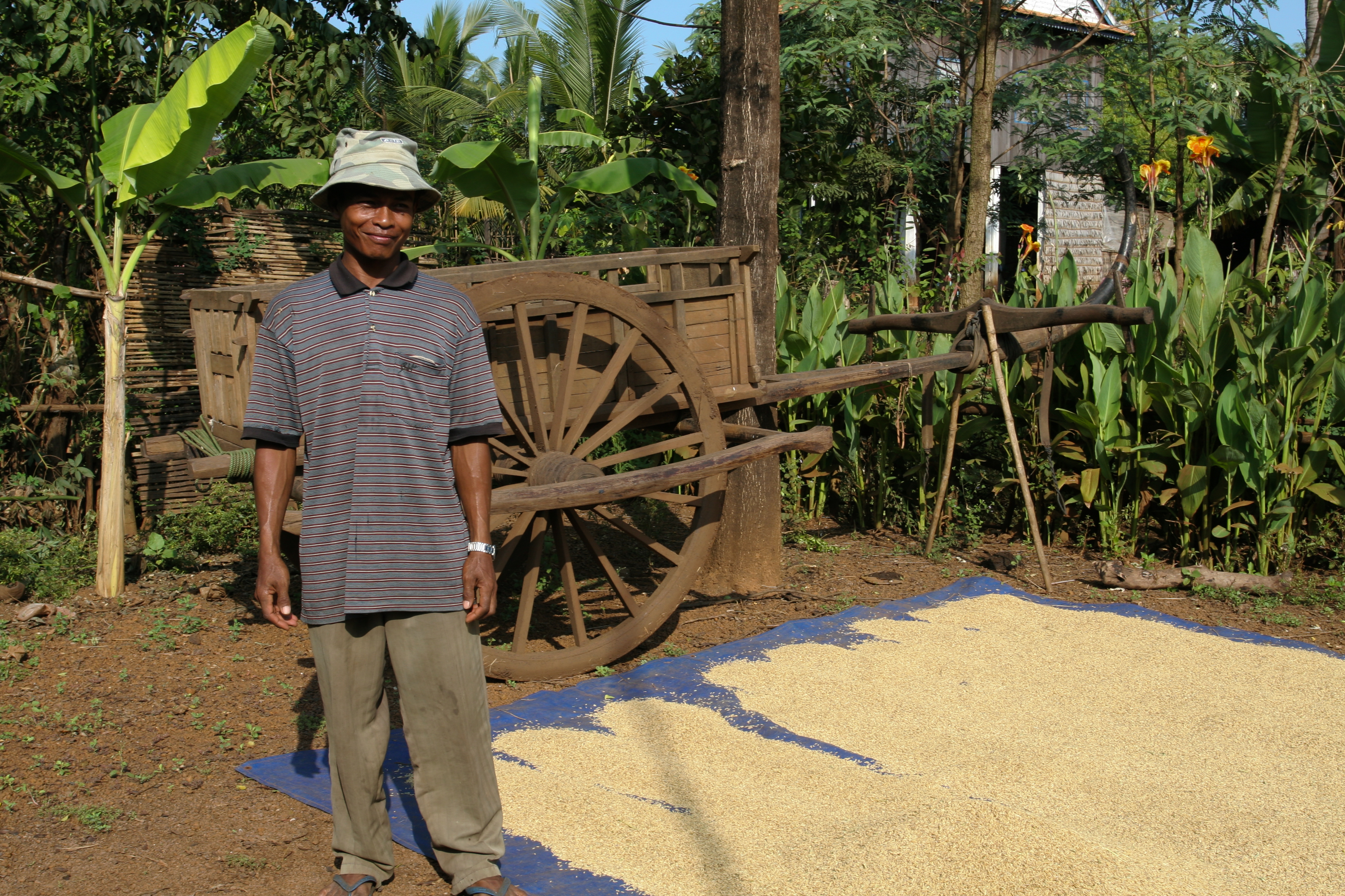 Farmer with rice drying in the sun