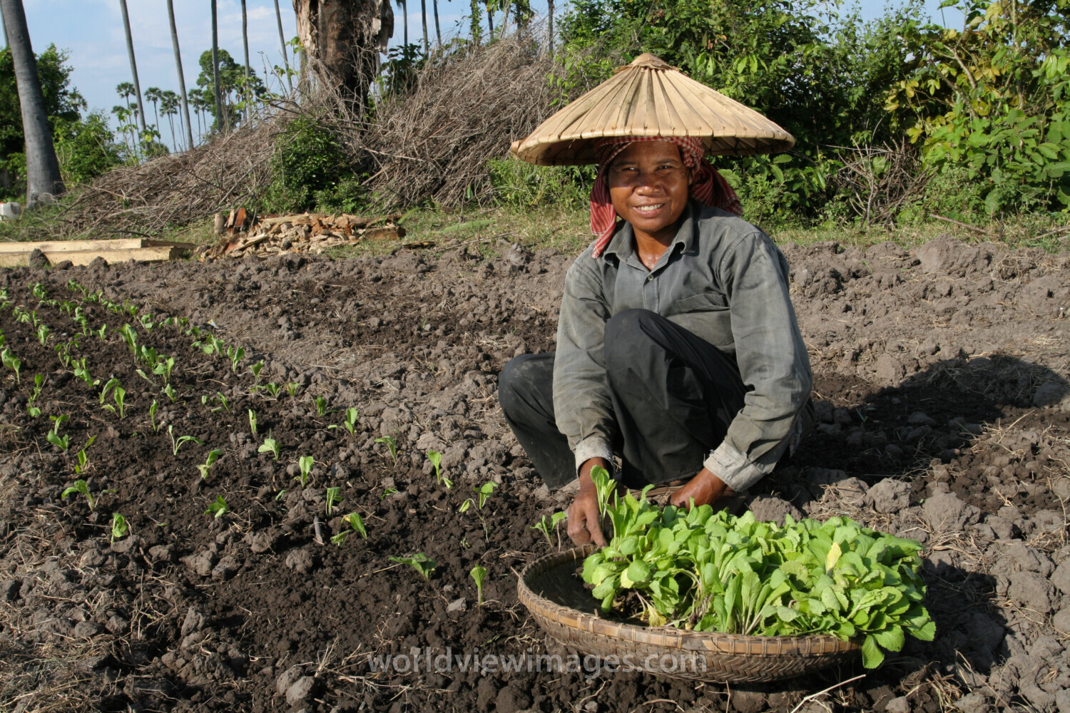 Planting Spinich in Cambodia