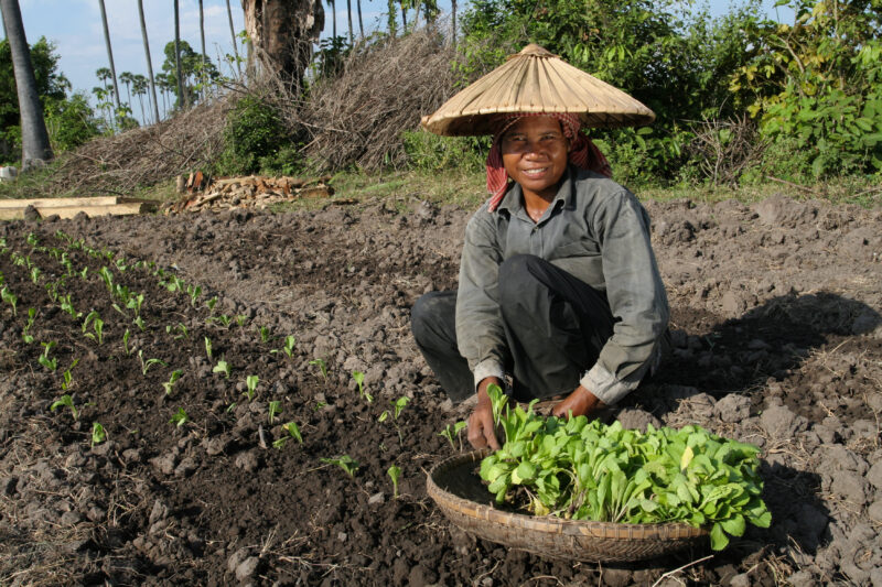 Planting Spinich in Cambodia — Stock image of transplanting vegetables into a community market garden for income generation, in a village in Cambodia — Cambo...