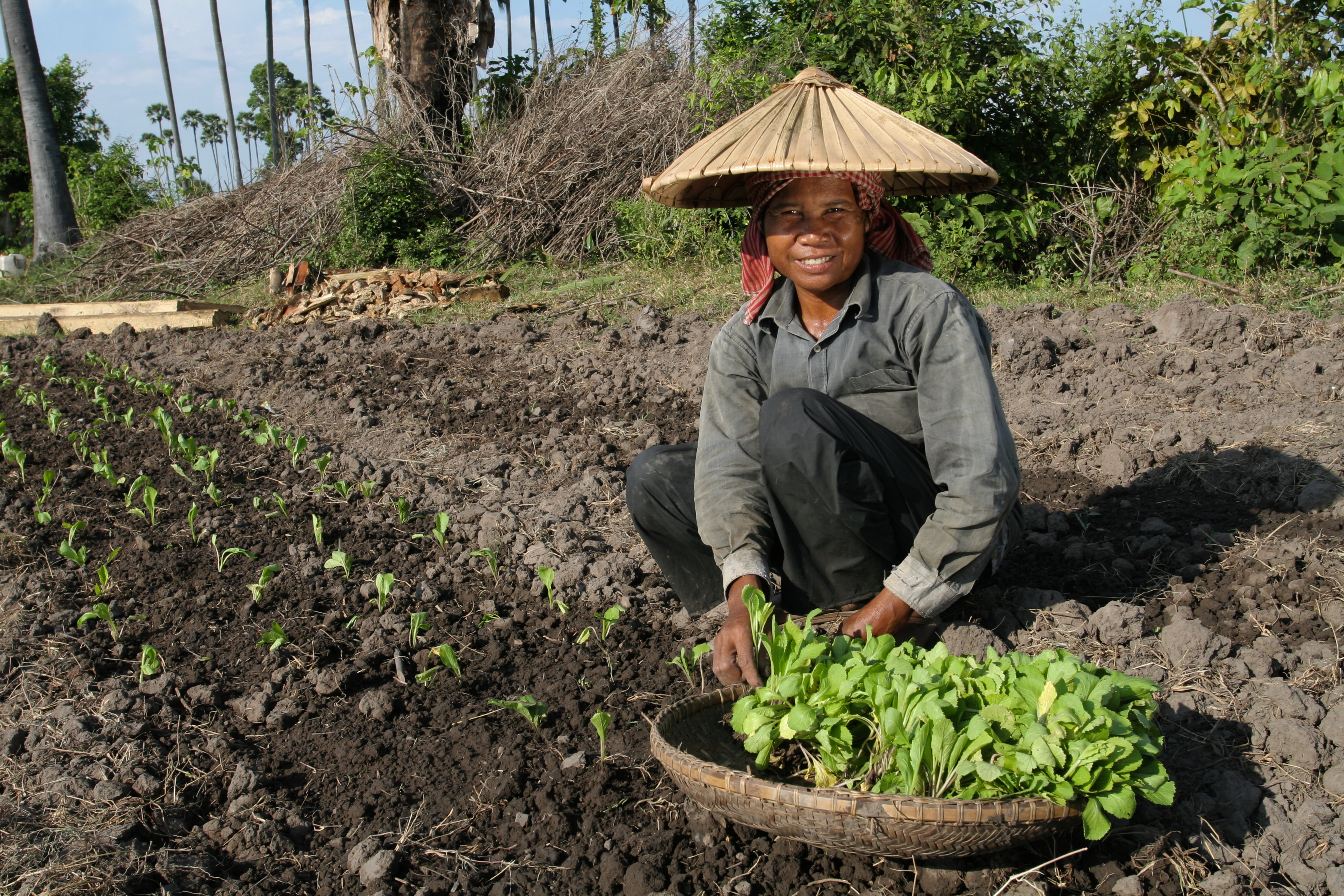Planting Spinich in Cambodia