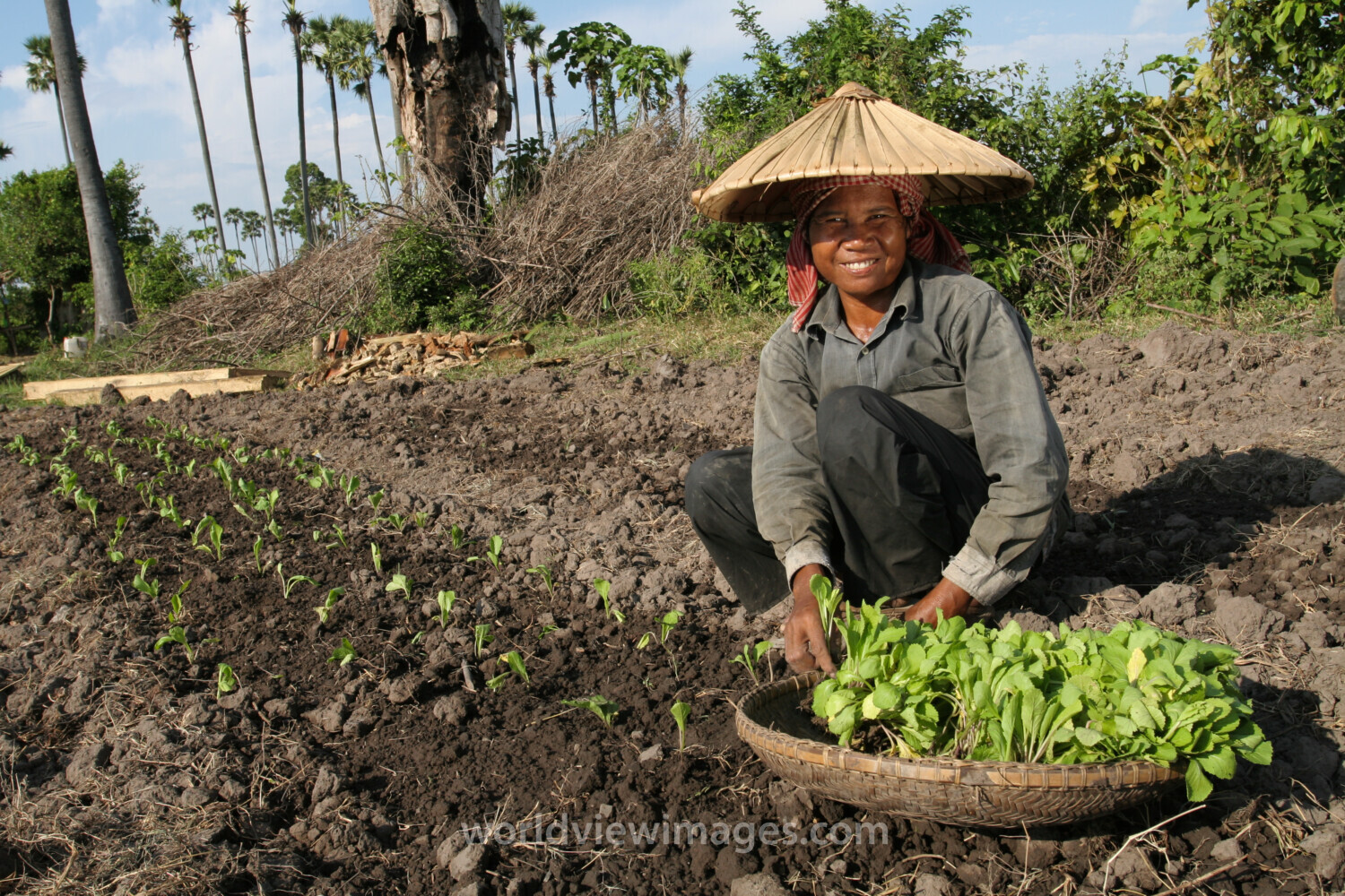 Planting Spinich in Cambodia