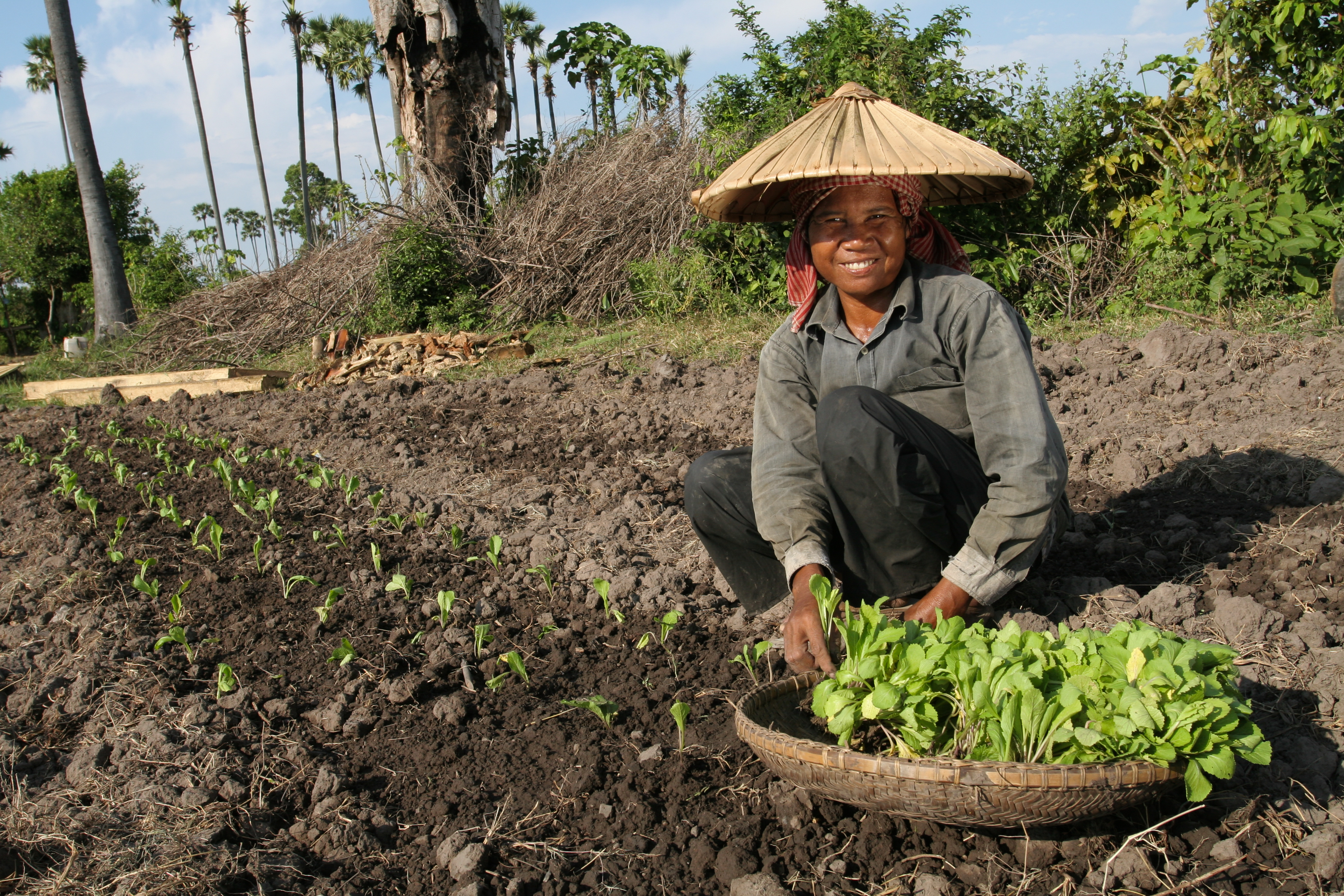 Planting Spinich in Cambodia
