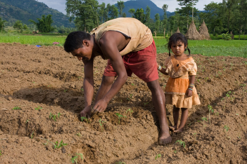 Planting Time in Nepal — Farmer in Nepal plants his field — Nepal, farming, gardening, planting, food