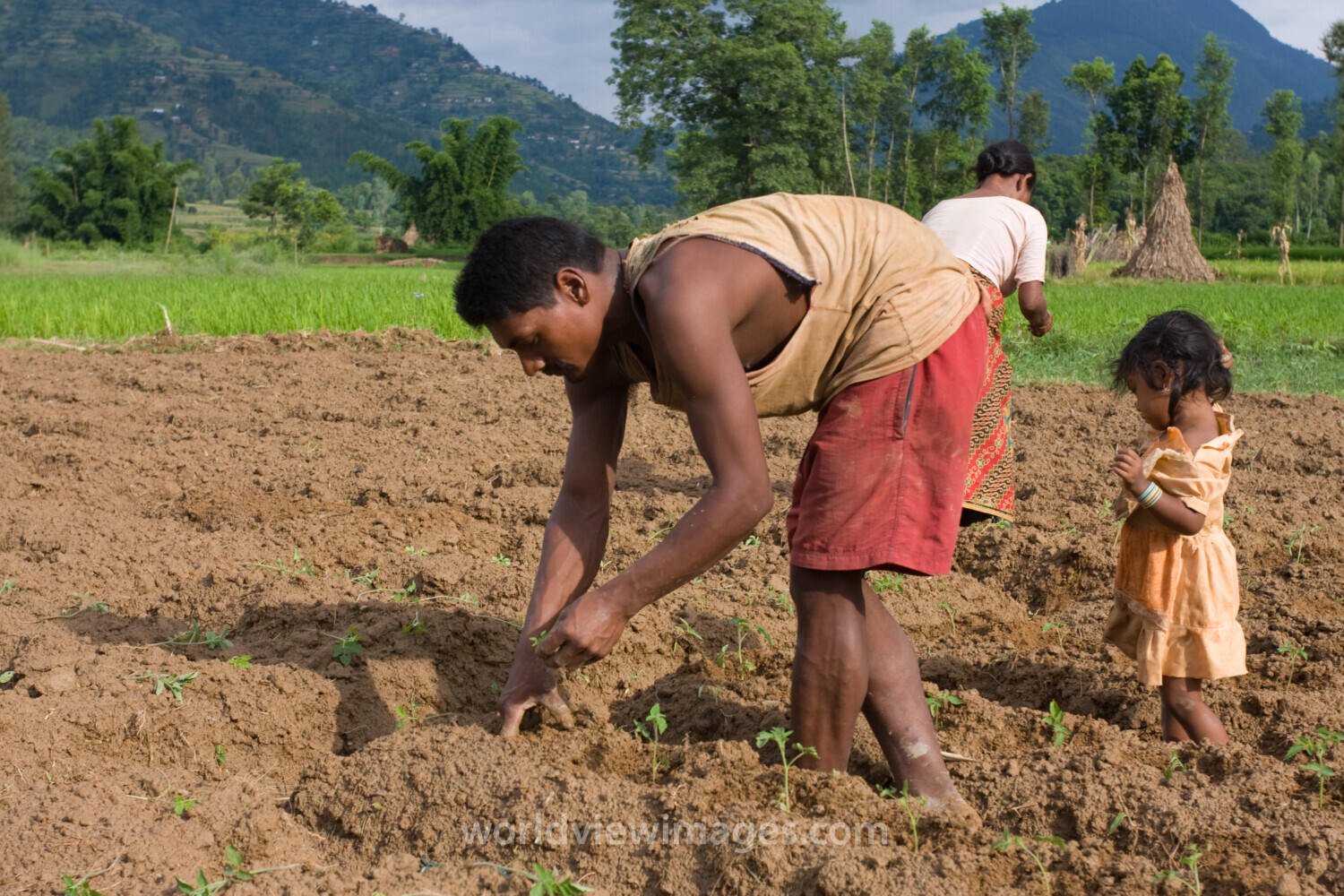 Planting Time in Nepal
