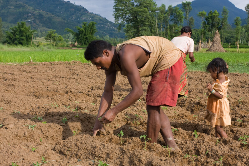 Planting Time in Nepal — Farmer in Nepal plants his field — Nepal, farming, gardening, planting, food