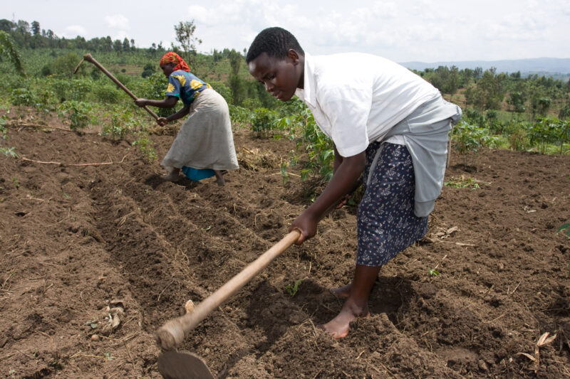 Working in Field in Rwanda — Mother and daughter work in their field in Northern Rwanda — Africa, Rwanda, agriculture, gardening, food