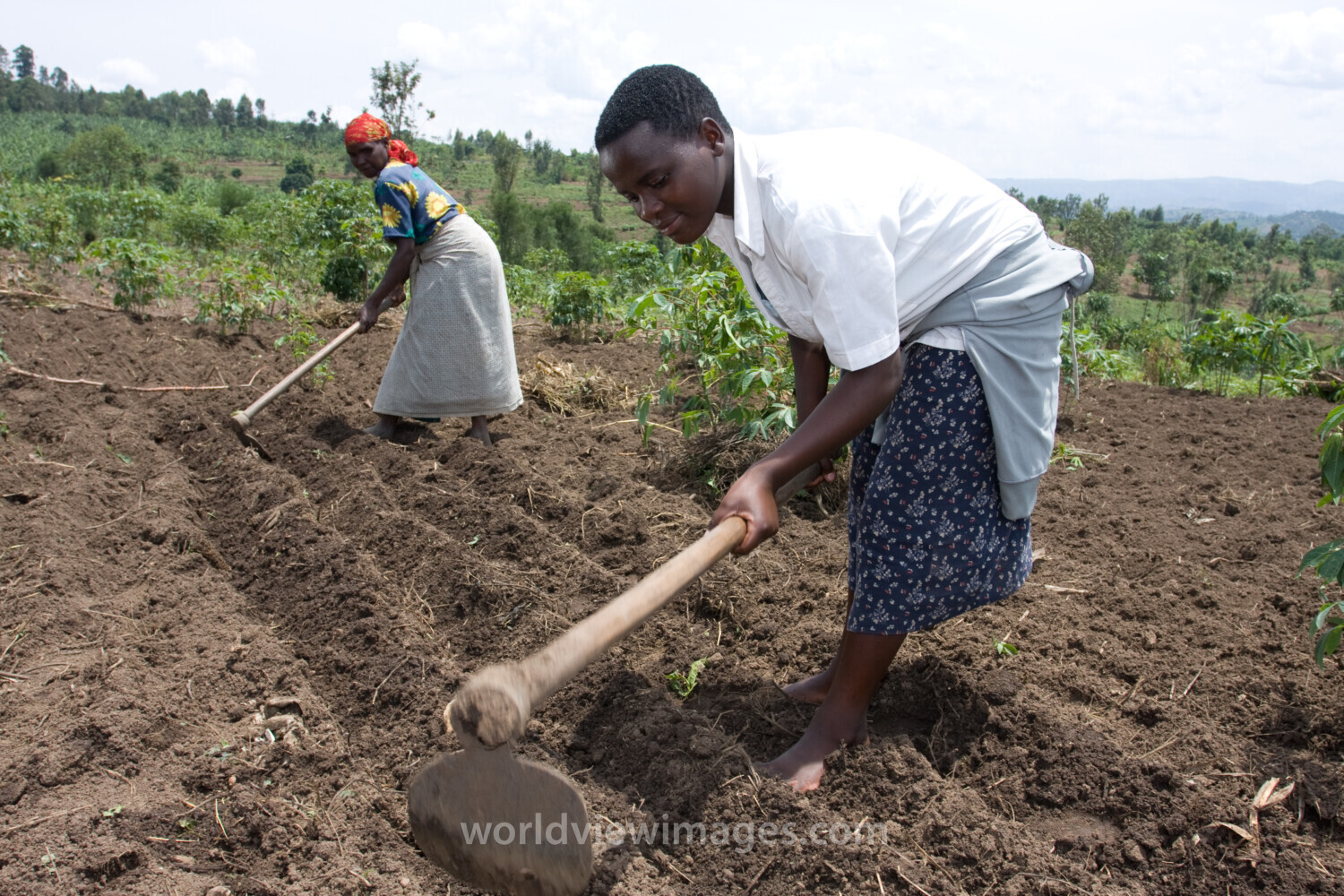 Working in Field in Rwanda