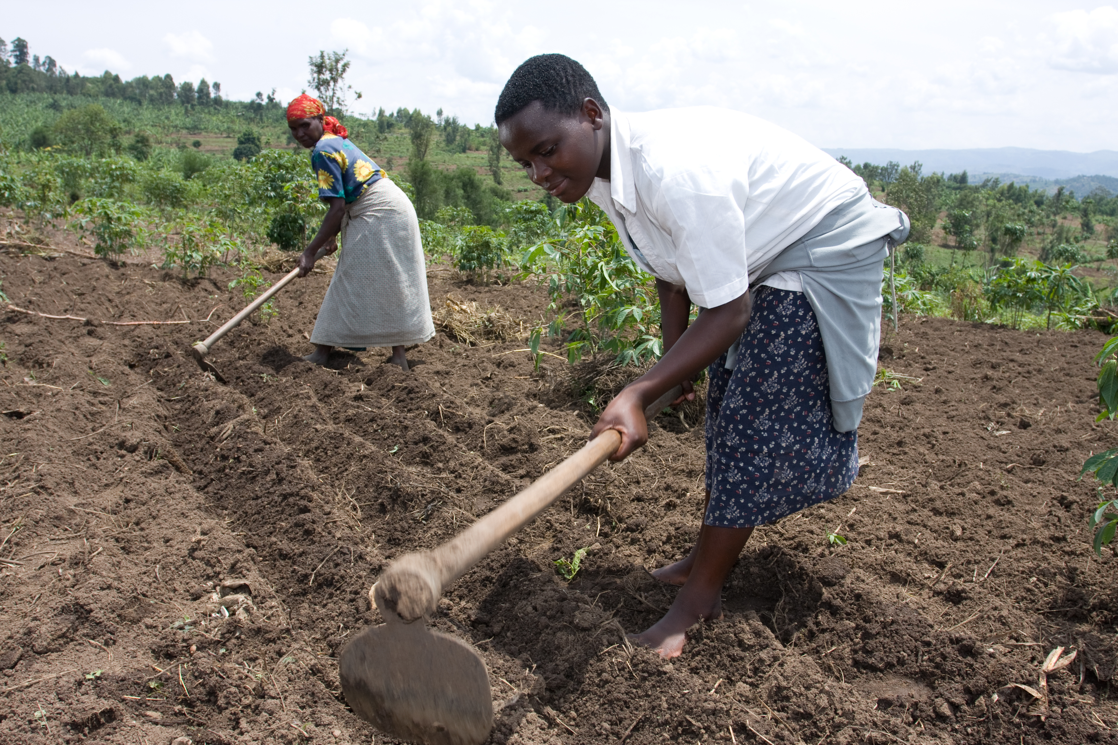 Working in Field in Rwanda