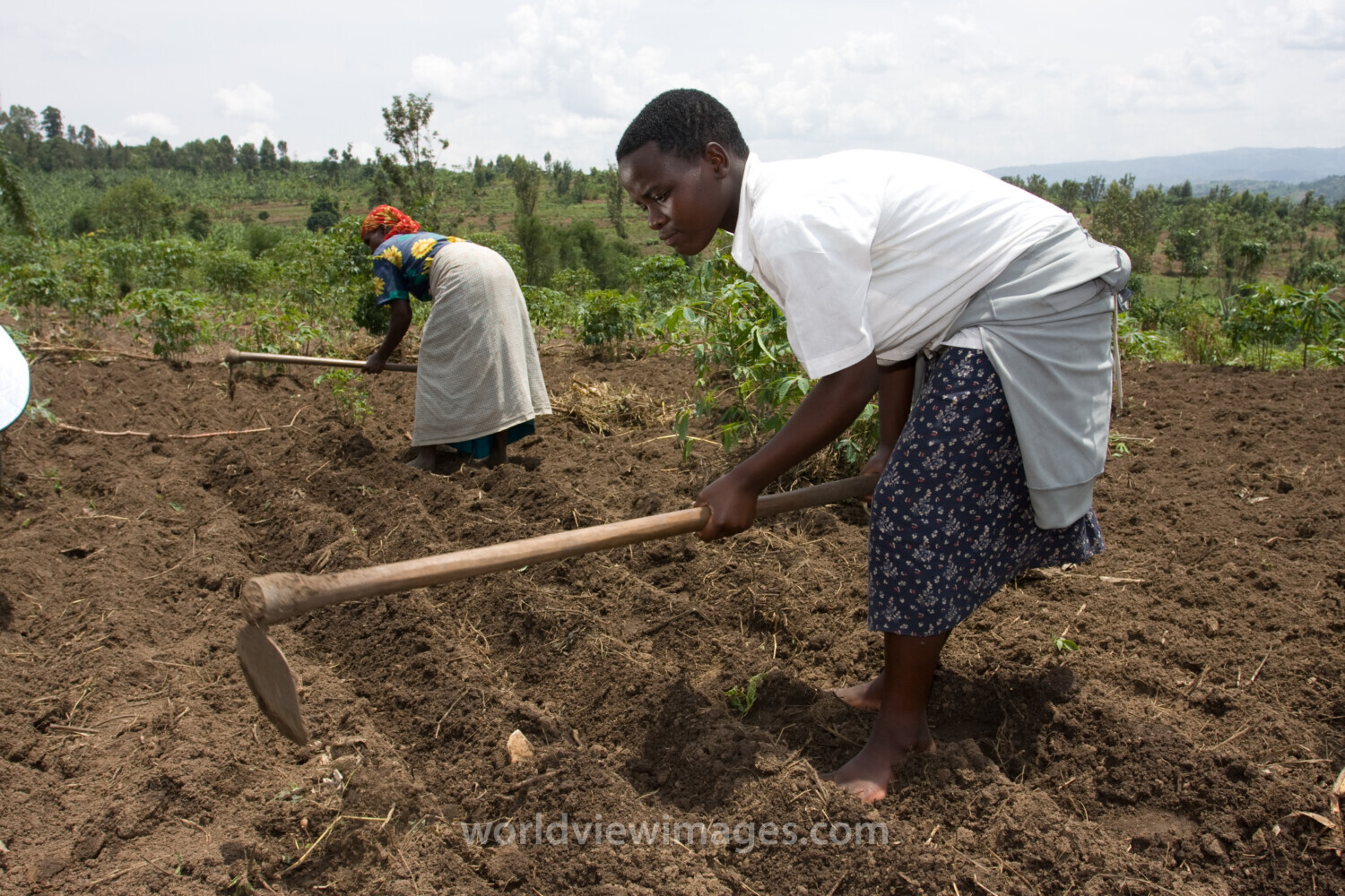 Working in Field in Rwanda