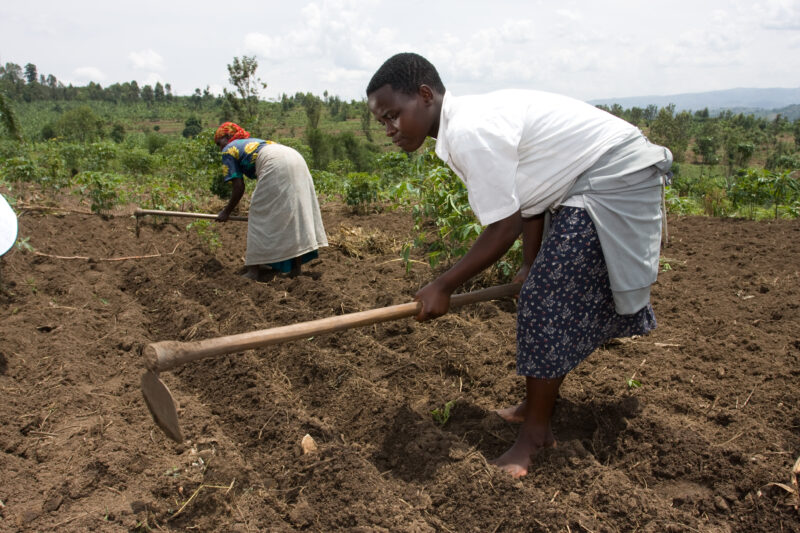 Working in Field in Rwanda — Mother and daughter work in their field in Northern Rwanda — Africa, Rwanda, agriculture, gardening, food