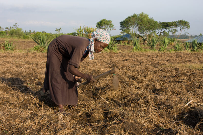 Planting time in Kenya — Farmers in Rural Kenya work in their fields, planting corn. — Africa, Kenya, food, food security, fields