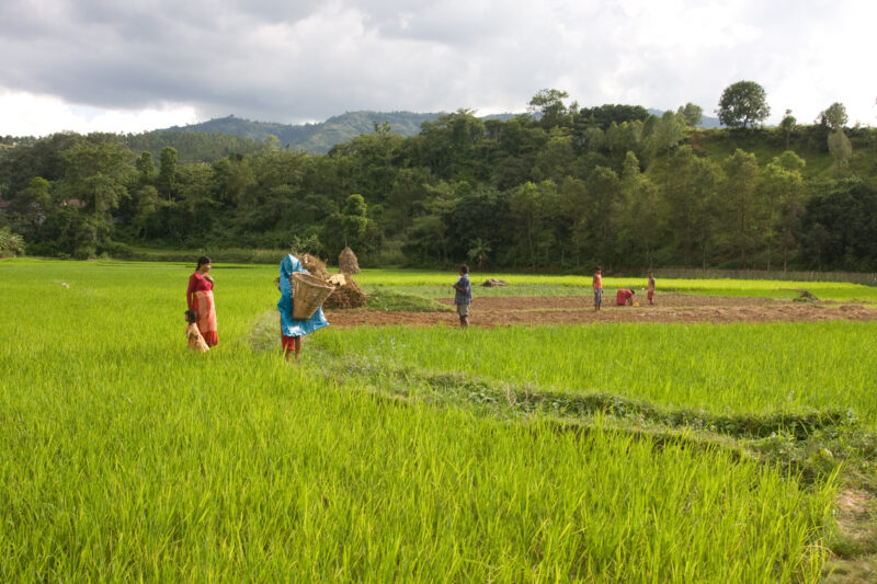 Ricefield in Nepal — Nepal, ricefield, agricultural, agriculture, farm