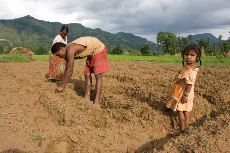 Planting Time in Nepal — Farmer in Nepal plants his field — Nepal, farming, gardening, planting, food
