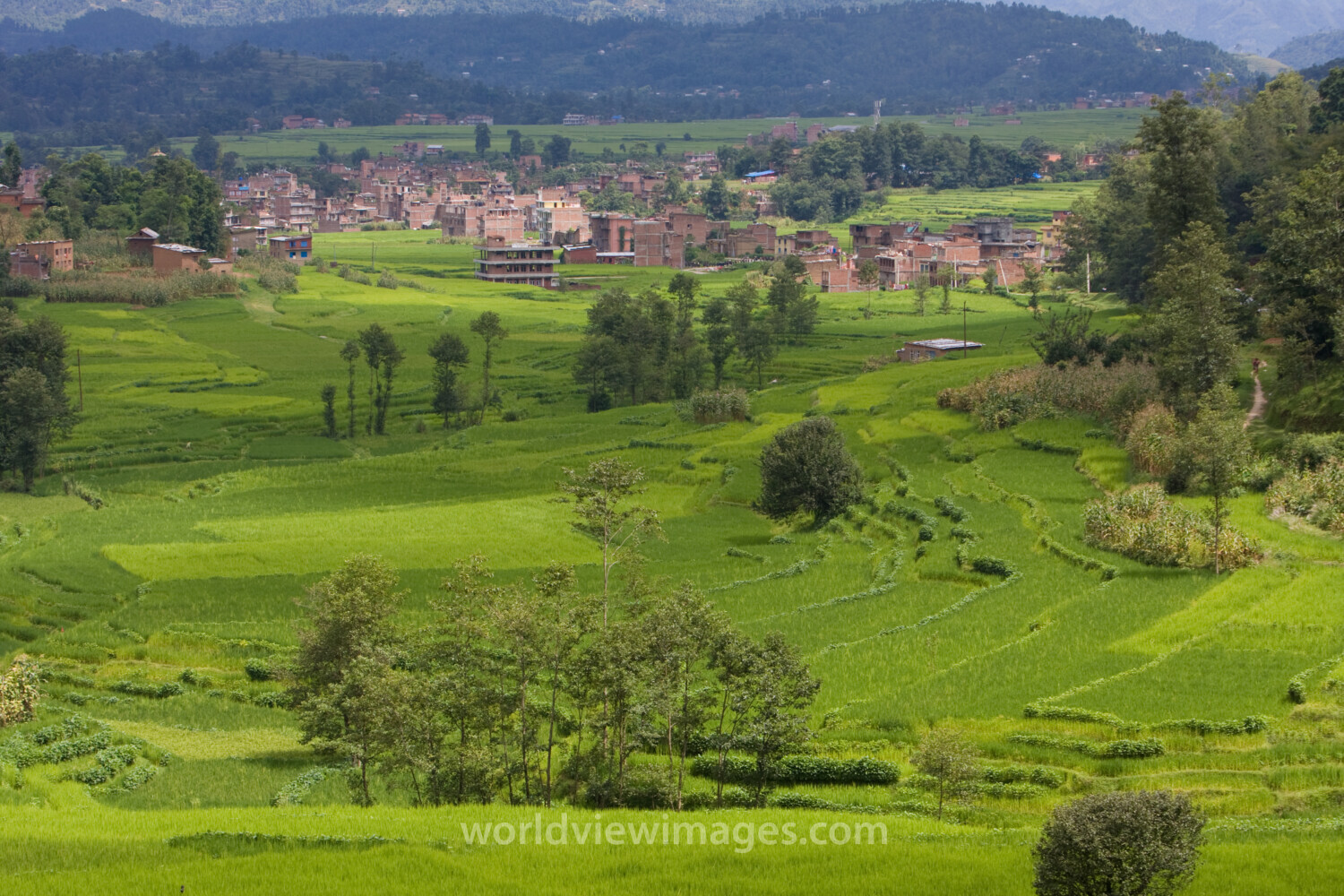 Ricefields in Nepal
