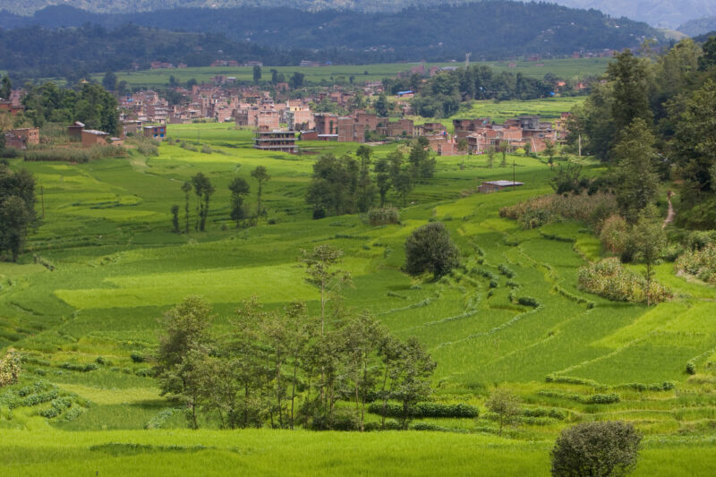 Ricefields in Nepal — Nepal, fields, rice, green