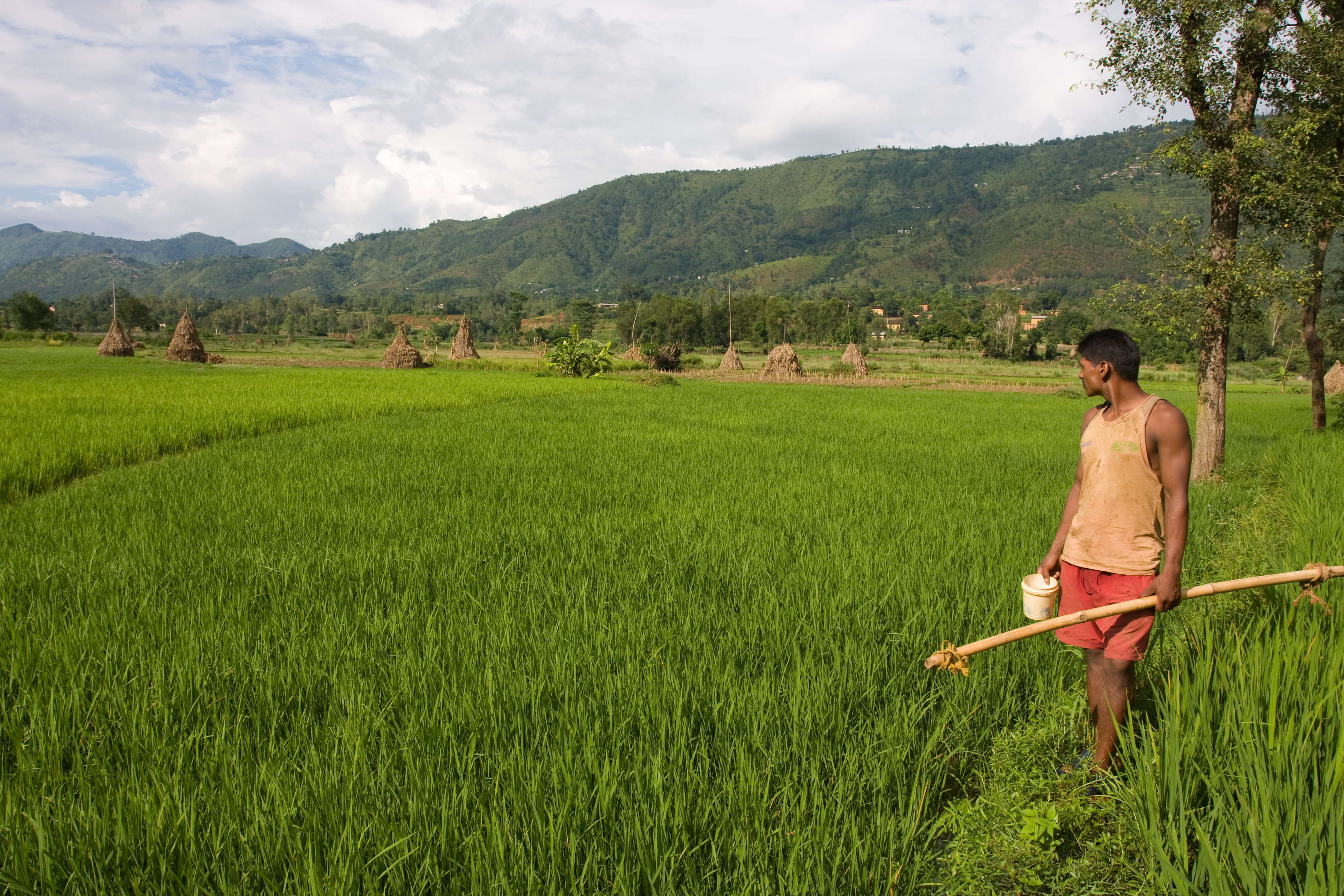 Man In Ricefield in Nepal