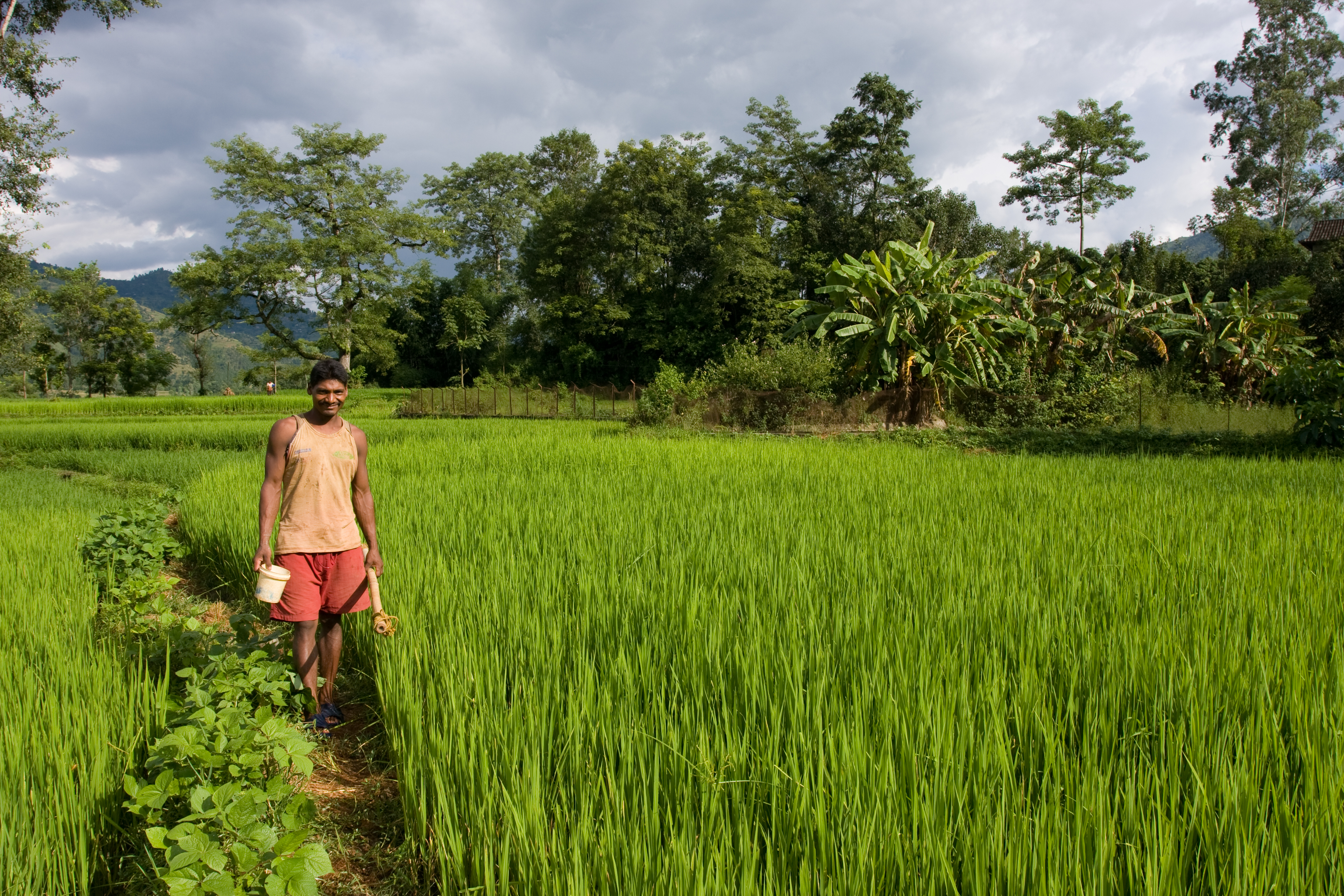 Man In Ricefield in Nepal