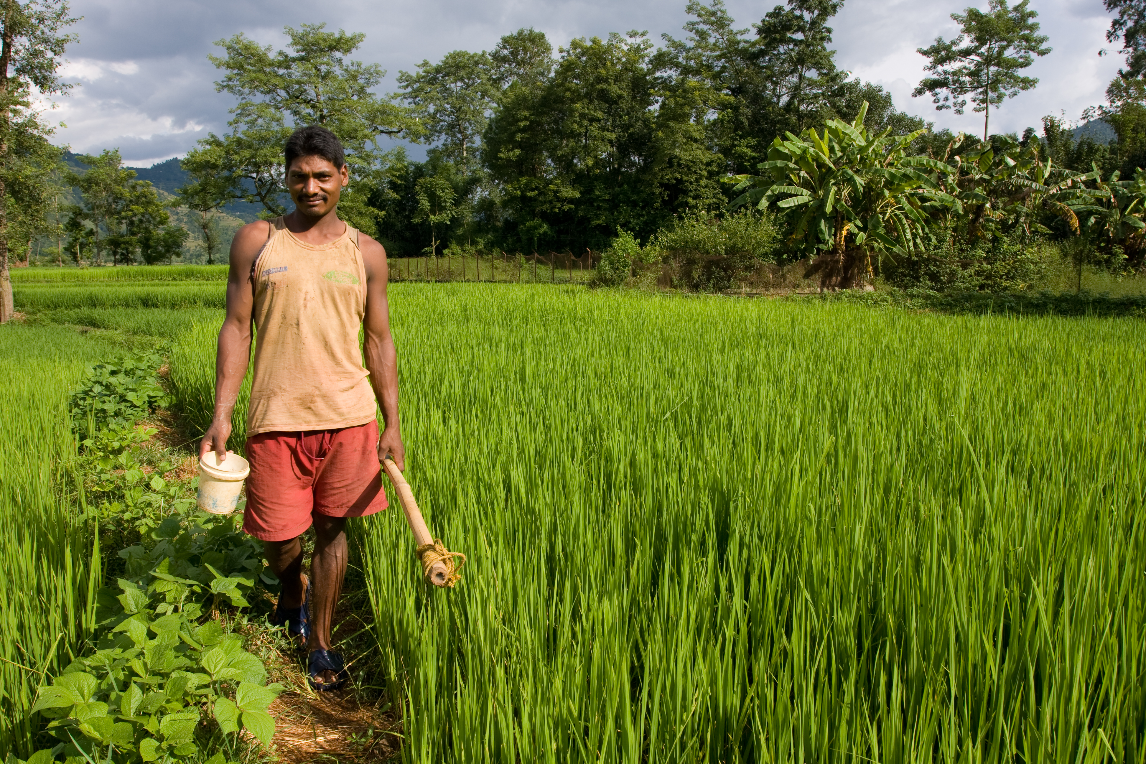 Man In Ricefield in Nepal