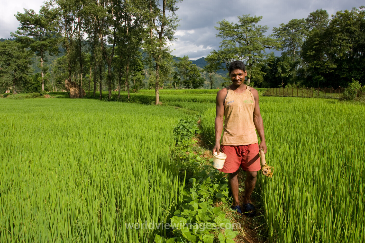 Man In Ricefield in Nepal