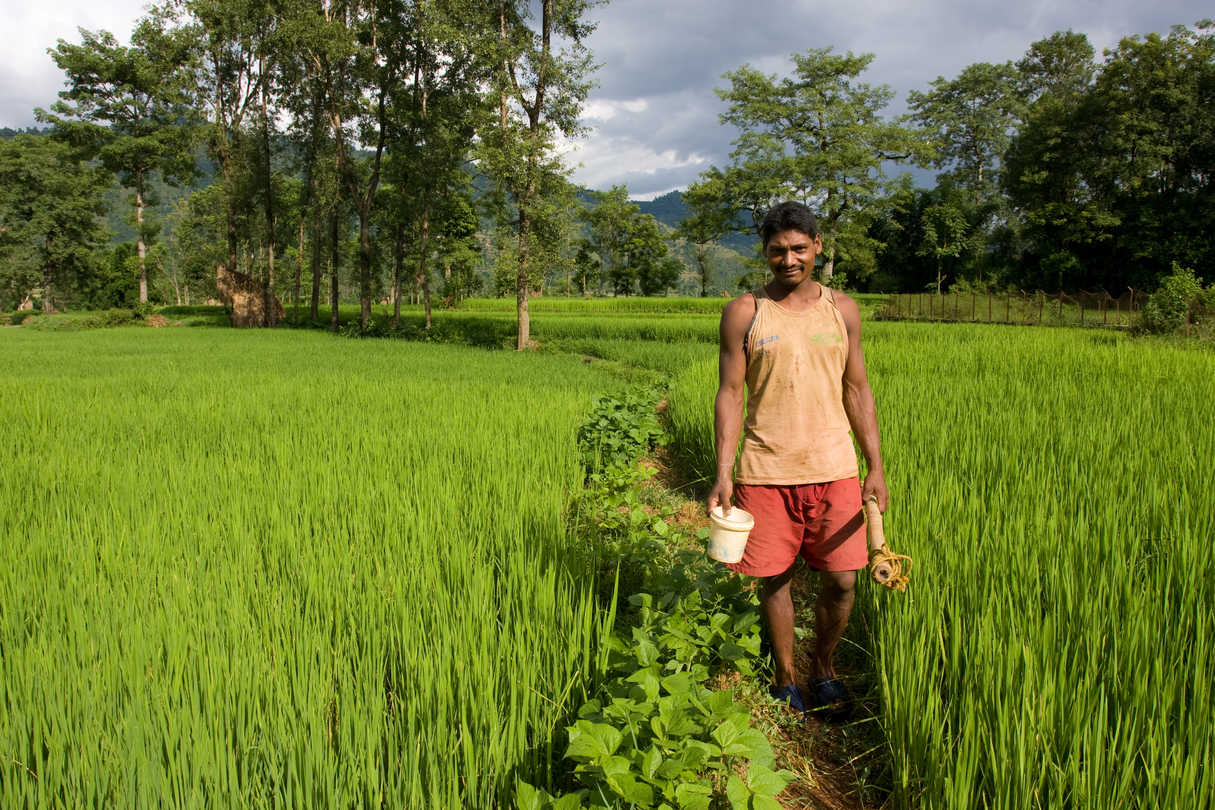 Man In Ricefield in Nepal
