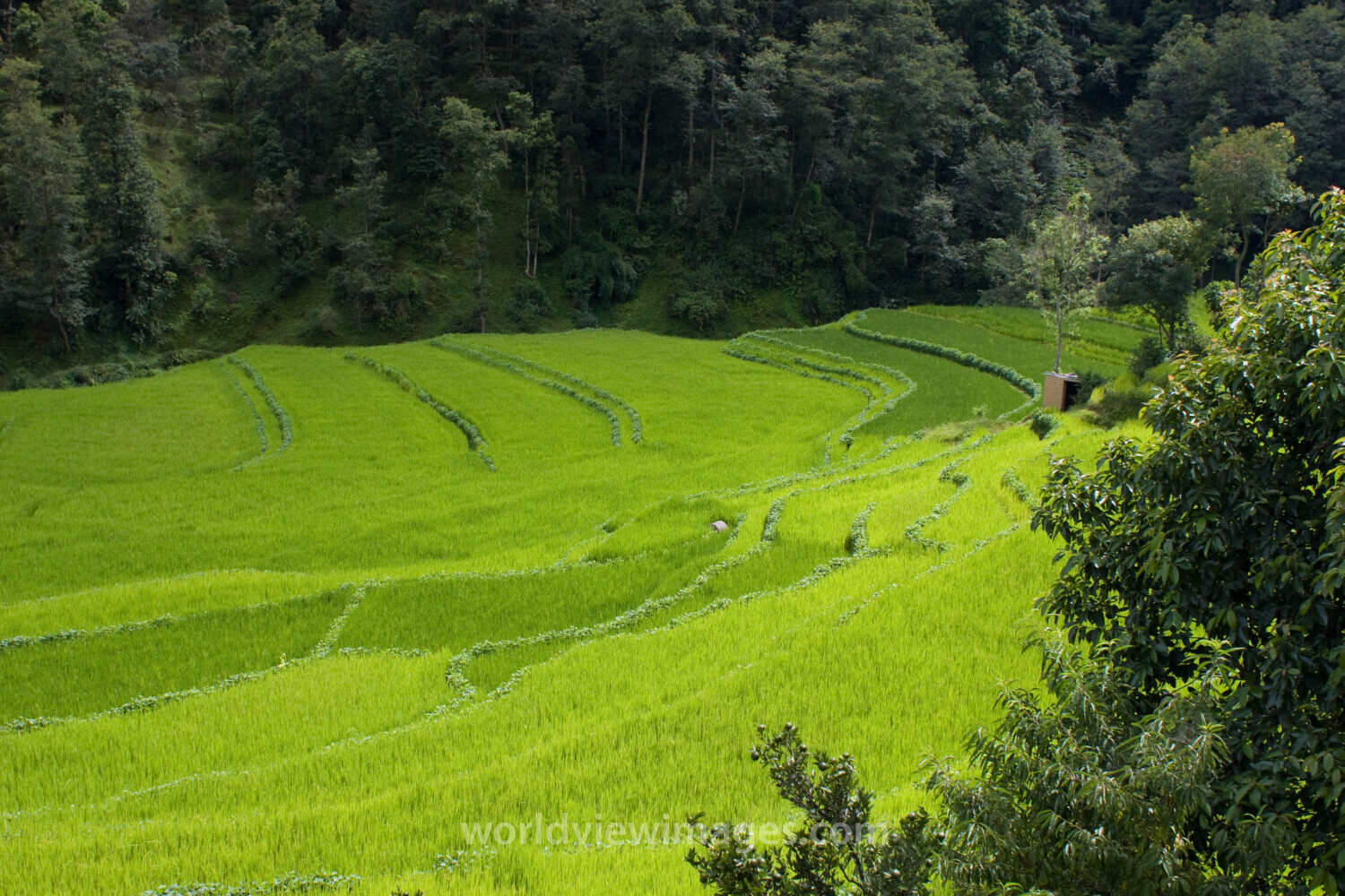 Ricefields in Nepal