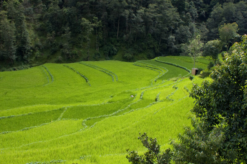 Ricefields in Nepal — Nepal, fields, rice, green