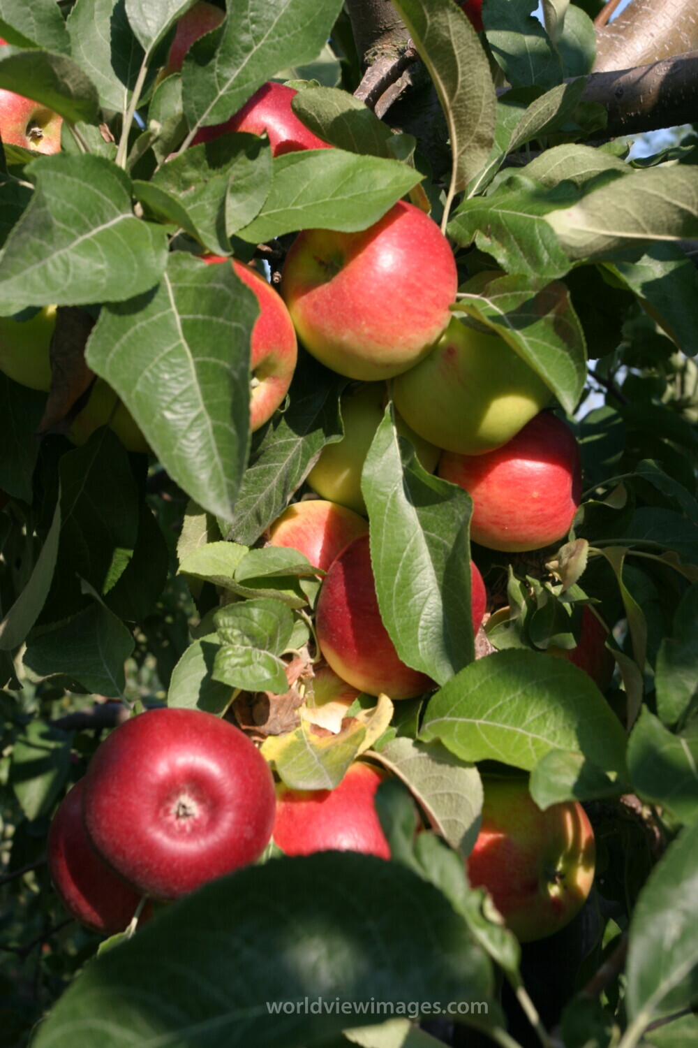 Apples on the Tree
