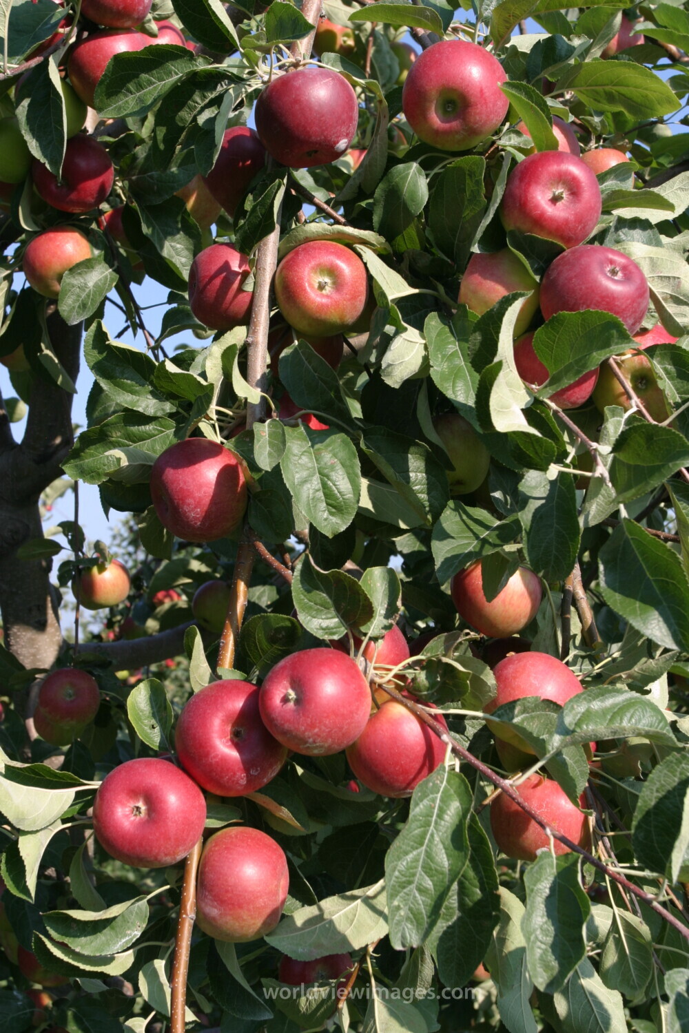 Apples on the Tree