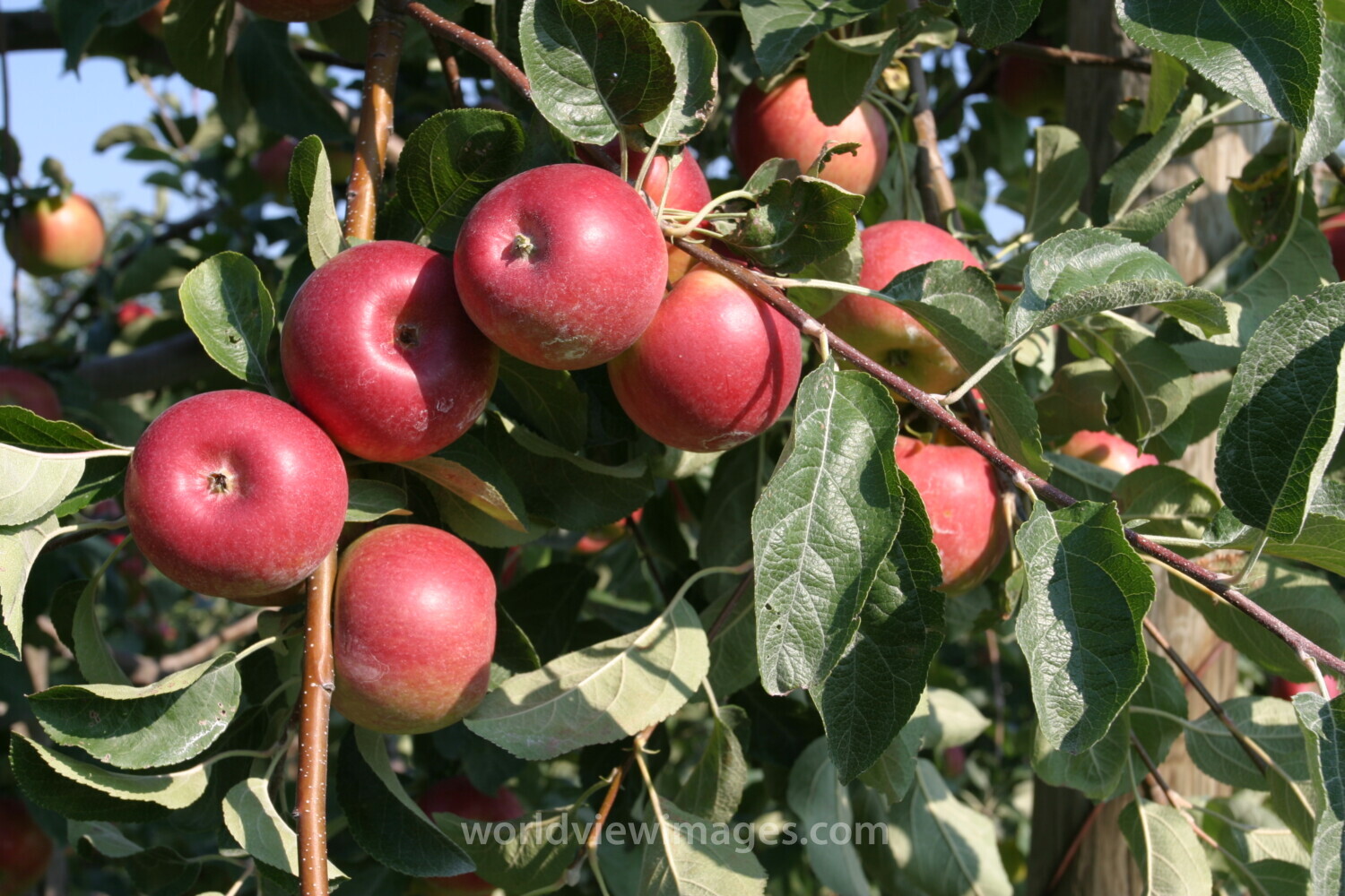 Apples on the Tree
