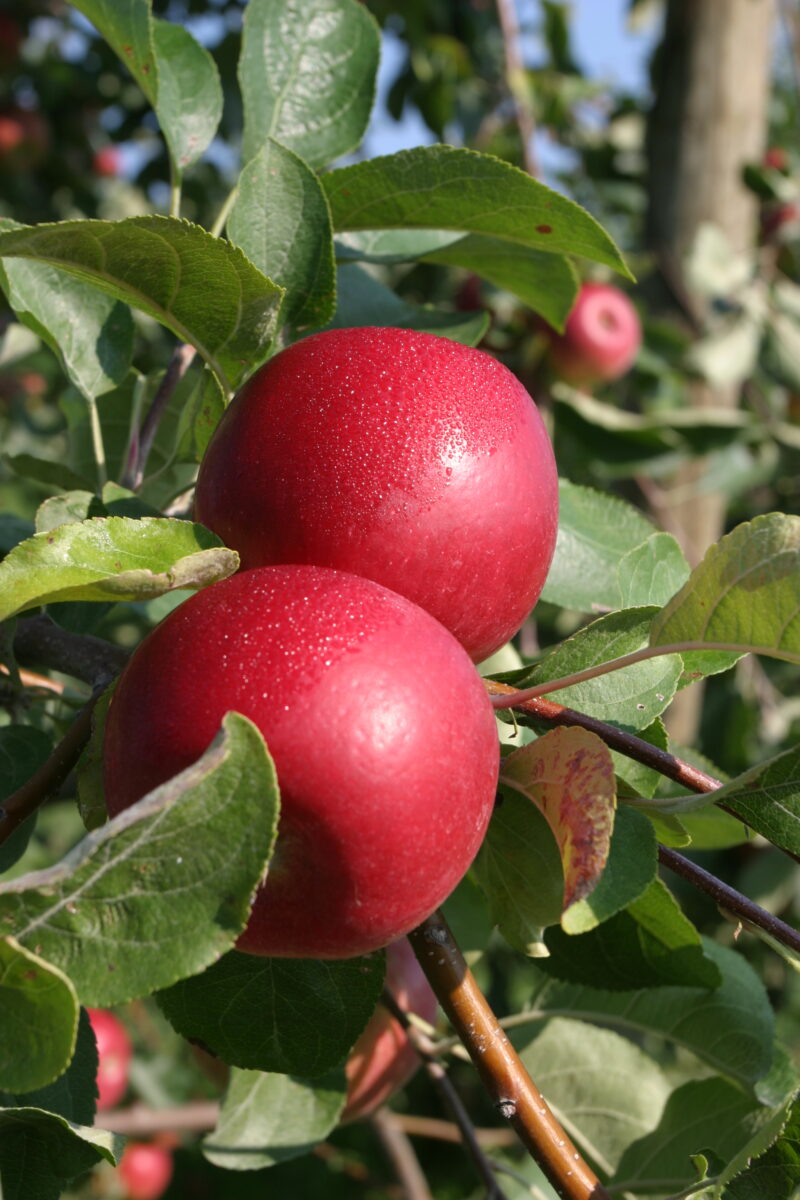 Apples on the Tree — Canada, Scenic, apples