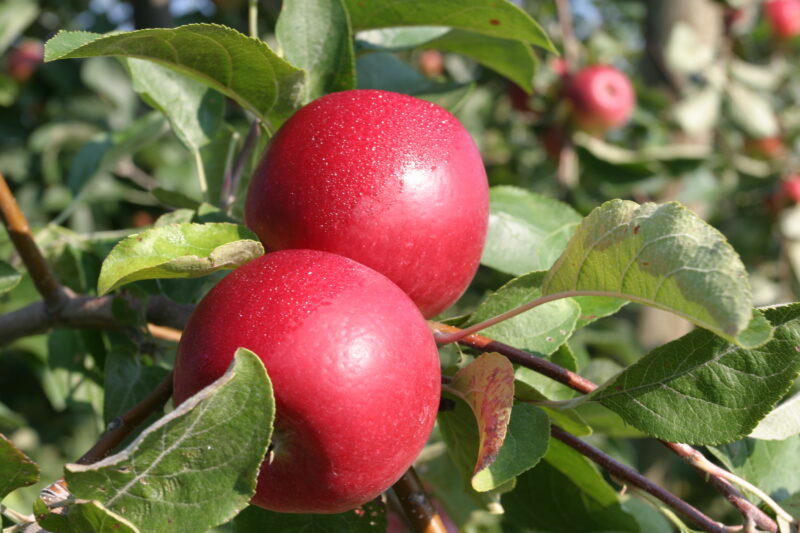 Apples on the Tree — Canada, Scenic, apples