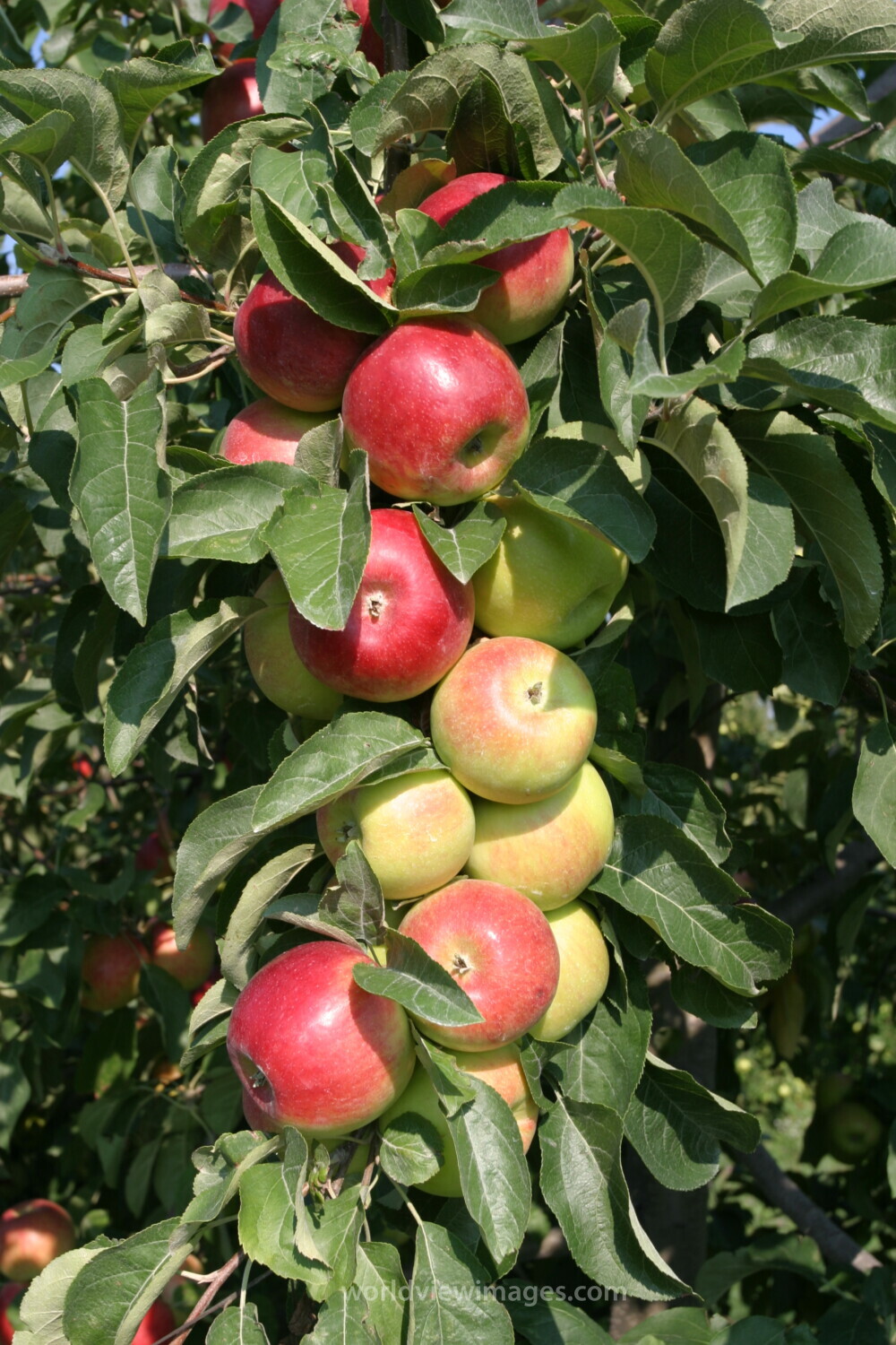 Apples on the Tree