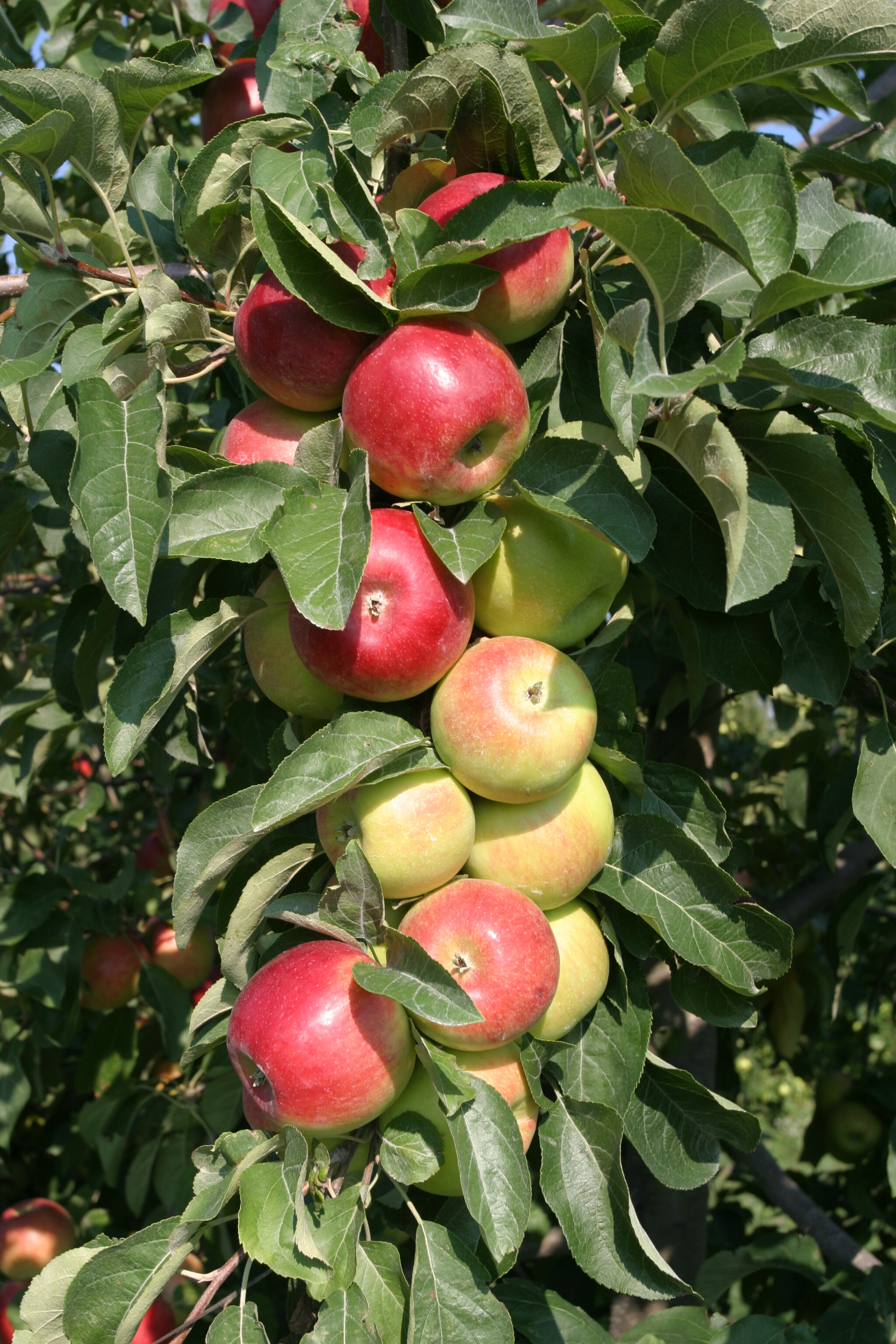 Apples on the Tree