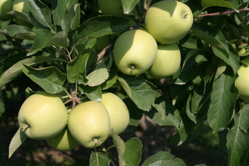 Apples on the Tree — Canada, Scenic, apples