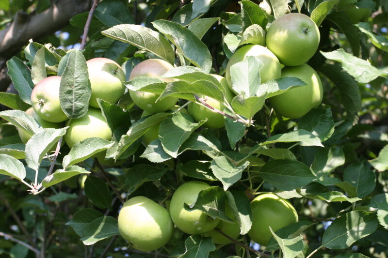 Apples on the Tree — Canada, Scenic, apples
