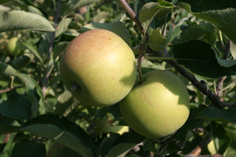 Apples on the Tree — Canada, Scenic, apples