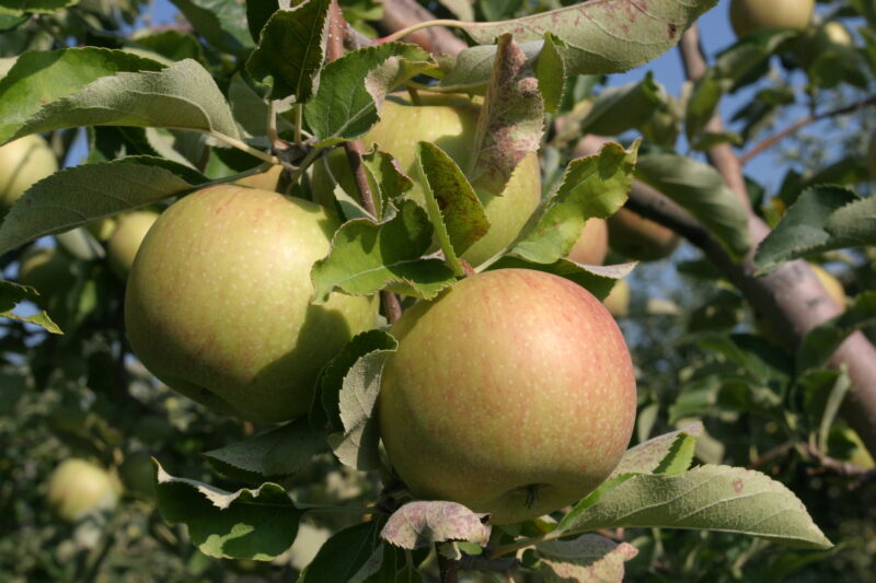Apples on the Tree — Canada, Scenic, apples