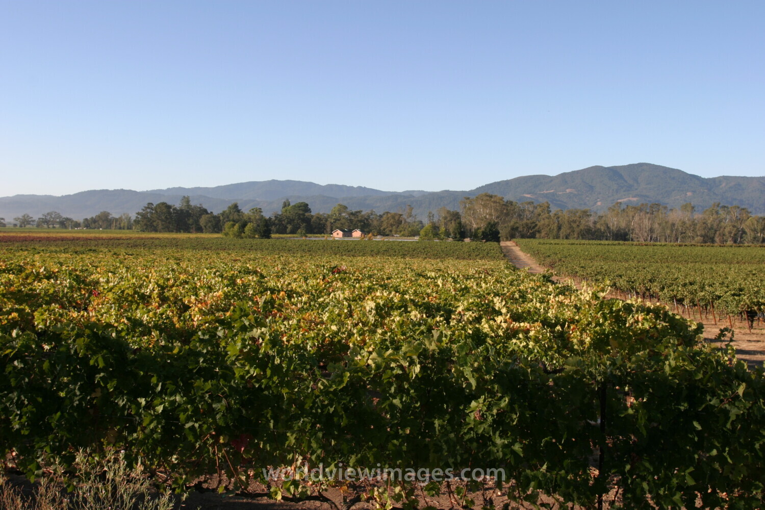 Vineyard in Nappa Valley
