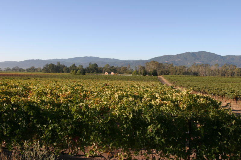 Vineyard in Nappa Valley — Vineyards of the beautiful Nappa Valley, California, USA — Scenic, United States, California, USA, Nappa