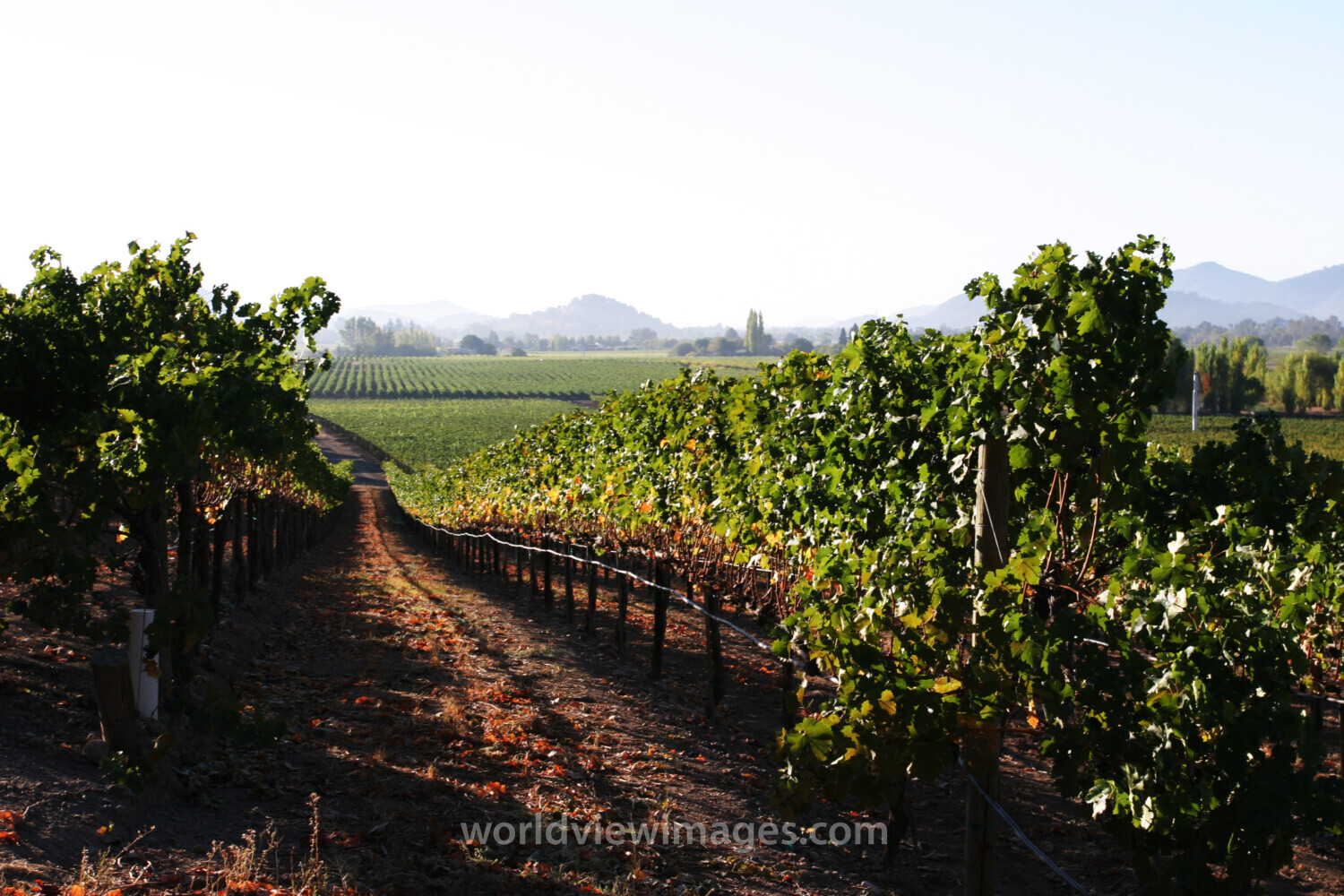 Vineyard in Nappa Valley