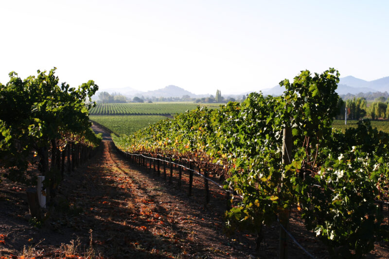 Vineyard in Nappa Valley — Vineyards of the beautiful Nappa Valley, California, USA — Scenic, United States, California, USA, Nappa