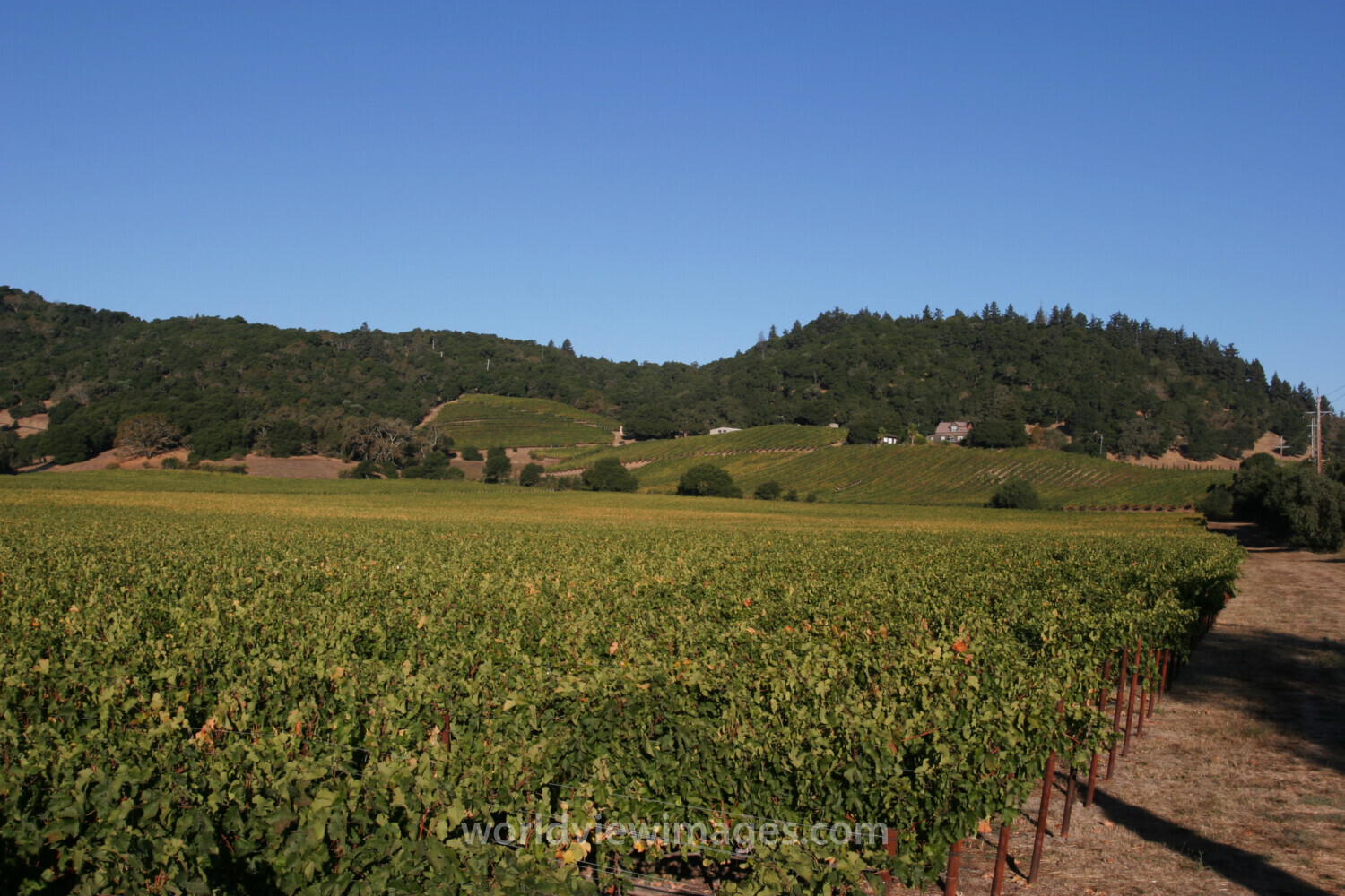 Vineyard in Nappa Valley