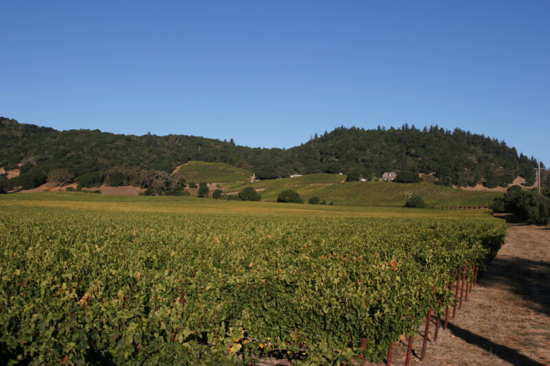 Vineyard in Nappa Valley — Vineyards of the beautiful Nappa Valley, California, USA — Scenic, United States, California, USA, Nappa