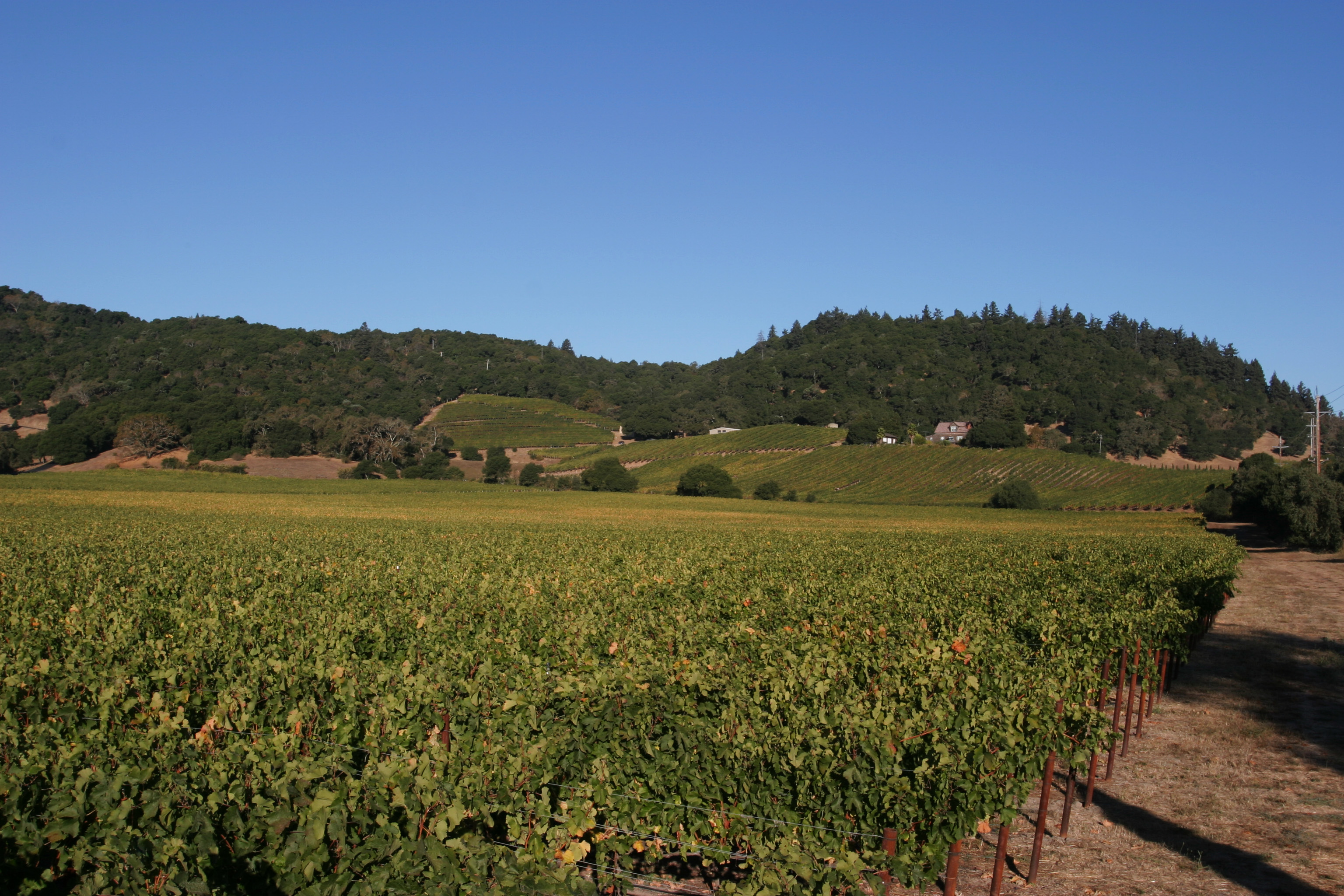 Vineyard in Nappa Valley