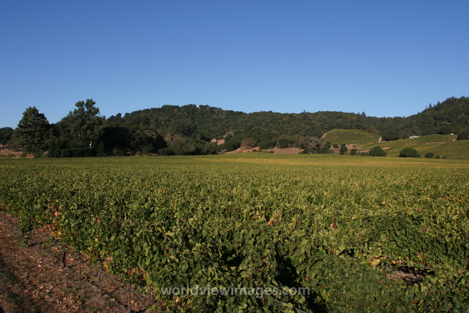 Vineyard in Nappa Valley