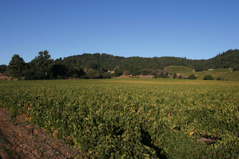 Vineyard in Nappa Valley — Vineyards of the beautiful Nappa Valley, California, USA — Scenic, United States, California, USA, Nappa