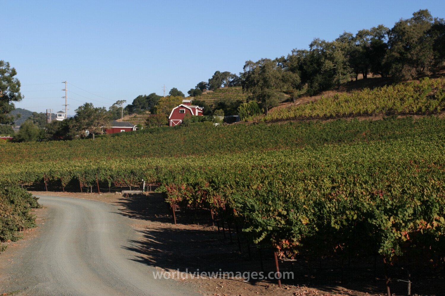 Vineyard in Nappa Valley